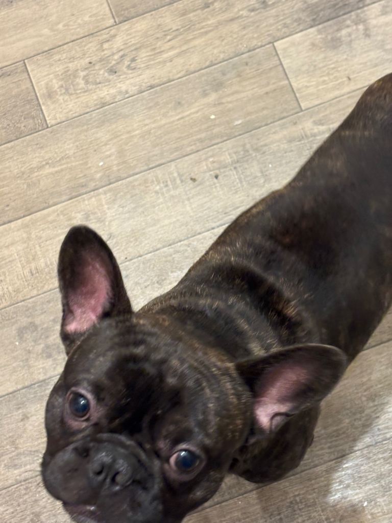 image for 2 French bulldogs for sale 