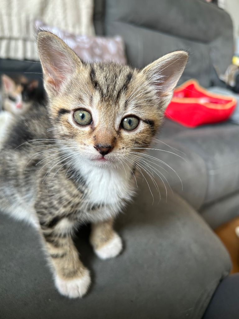 Male Kittens £250