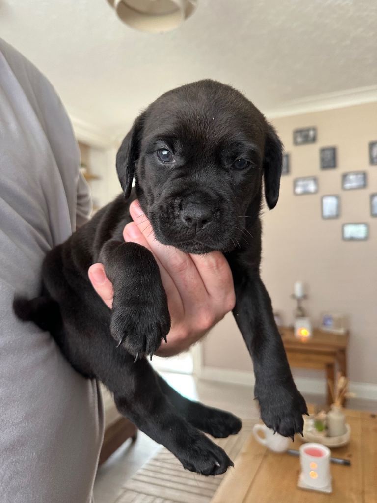 1 x girl pup left 