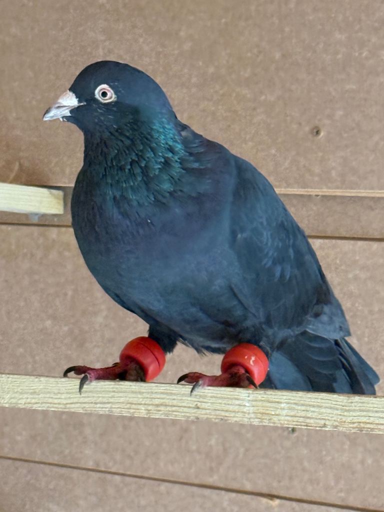 Racer Pigeons , Afghani Pigeons, Pakistani High Flyer pigeon available for Sale 