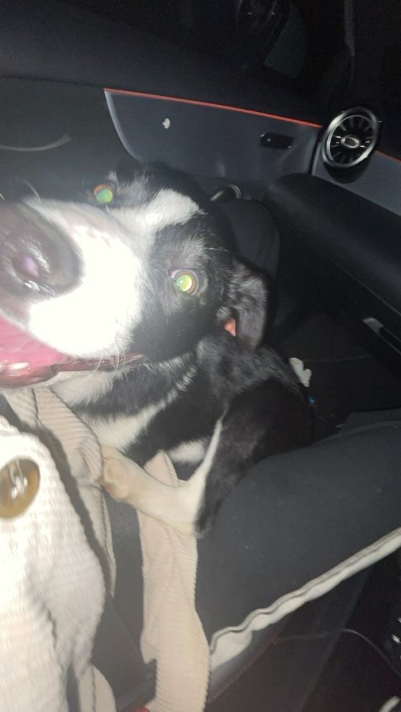 Beautiful border collie needing rehoming