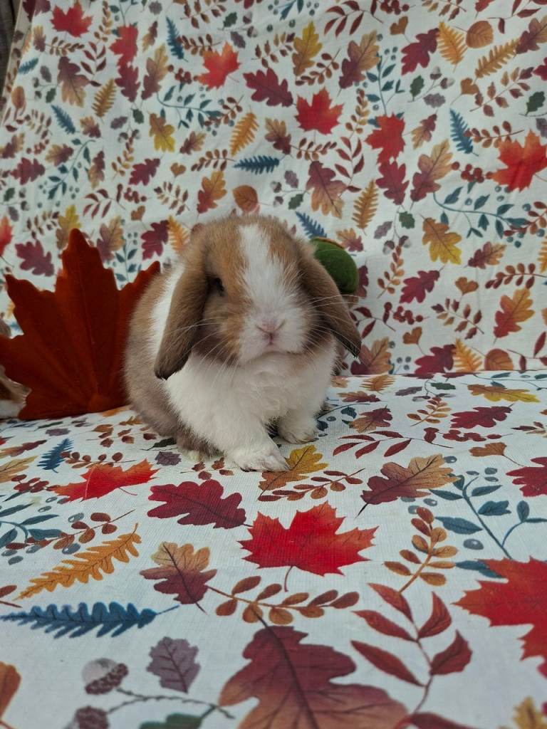 Beautiful mini lop babies ready 25th 