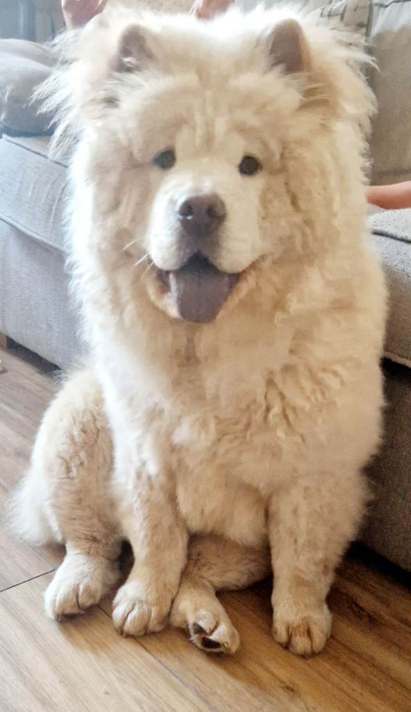 Female chow chow