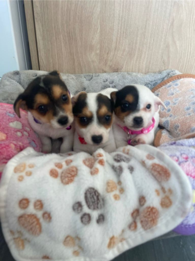 3 traditional Jack russel puppies