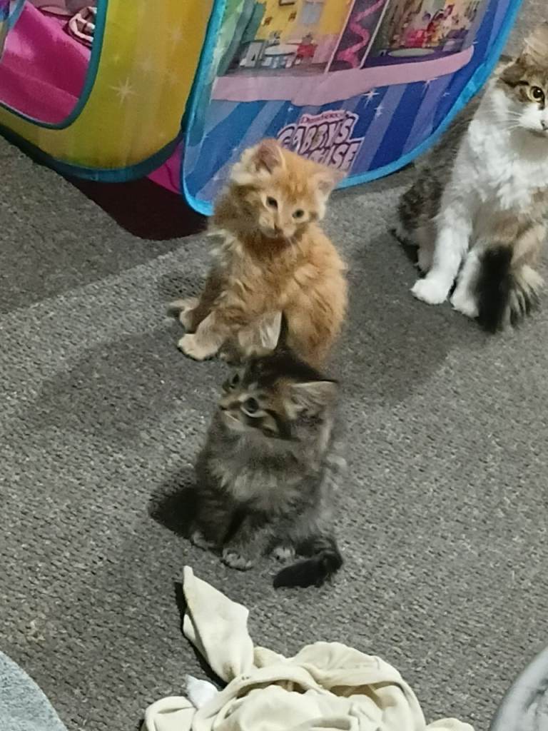 PENDING COLLECTION Kittens