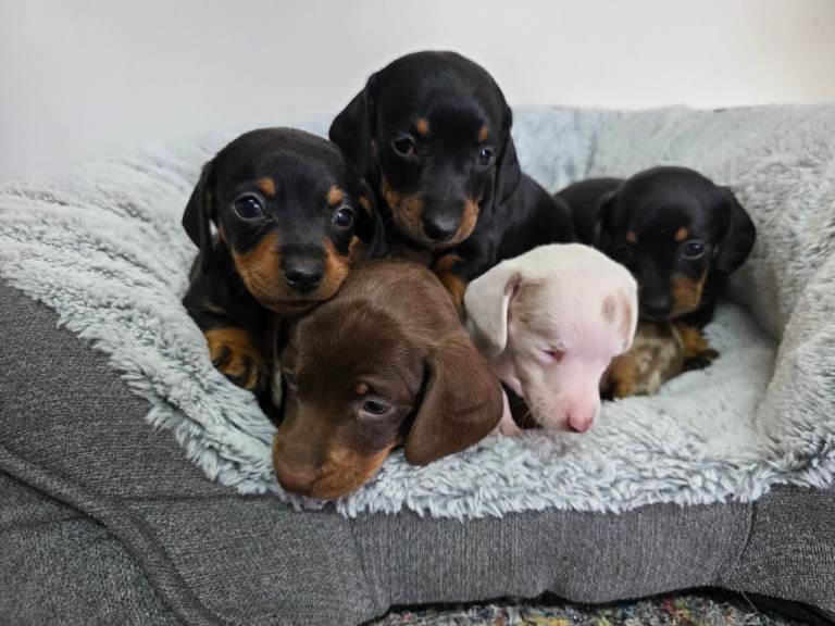 Beautiful Dachshund Puppies 