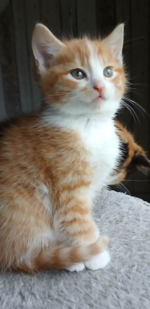 Male and female kittens