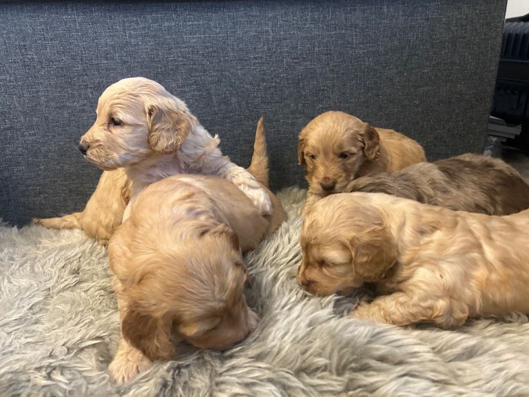 5 cockapoo puppies 