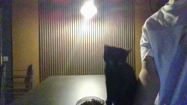 2 kittens (black, black&white) must go together 