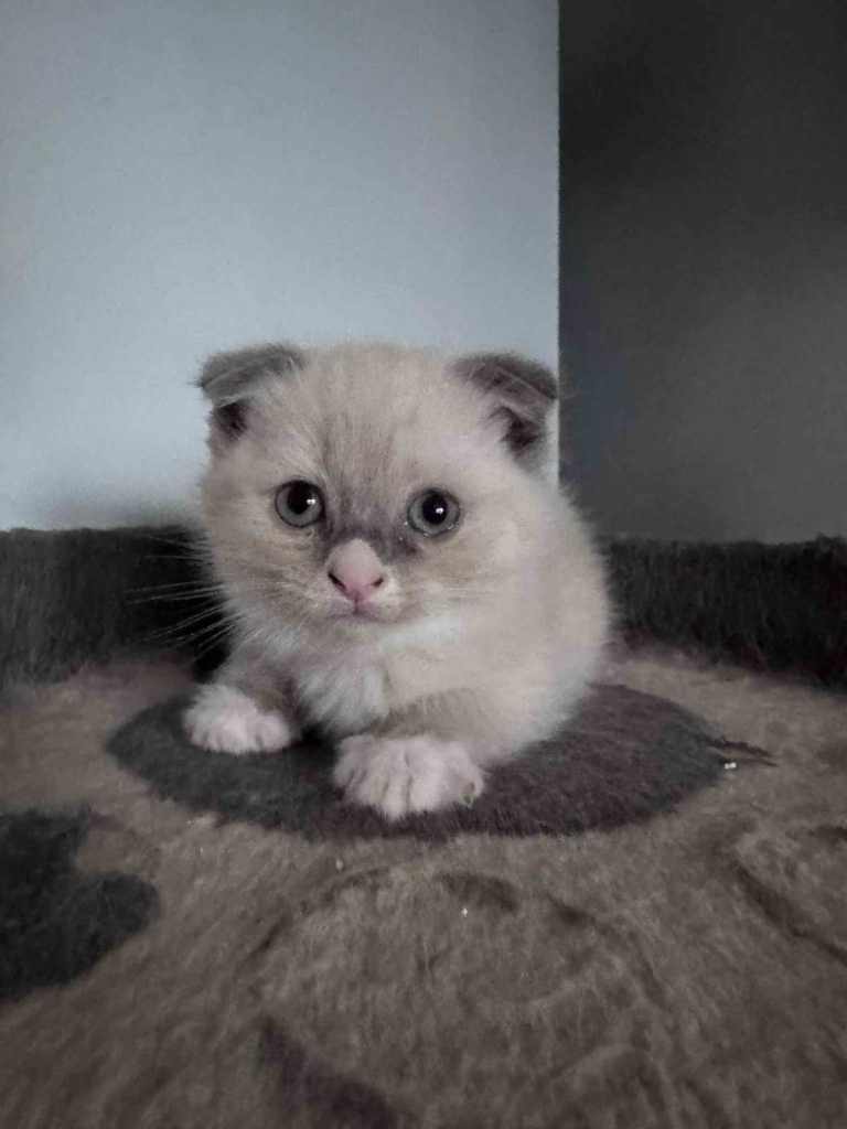 Kittens Scottish shorthair fold x Ragdoll