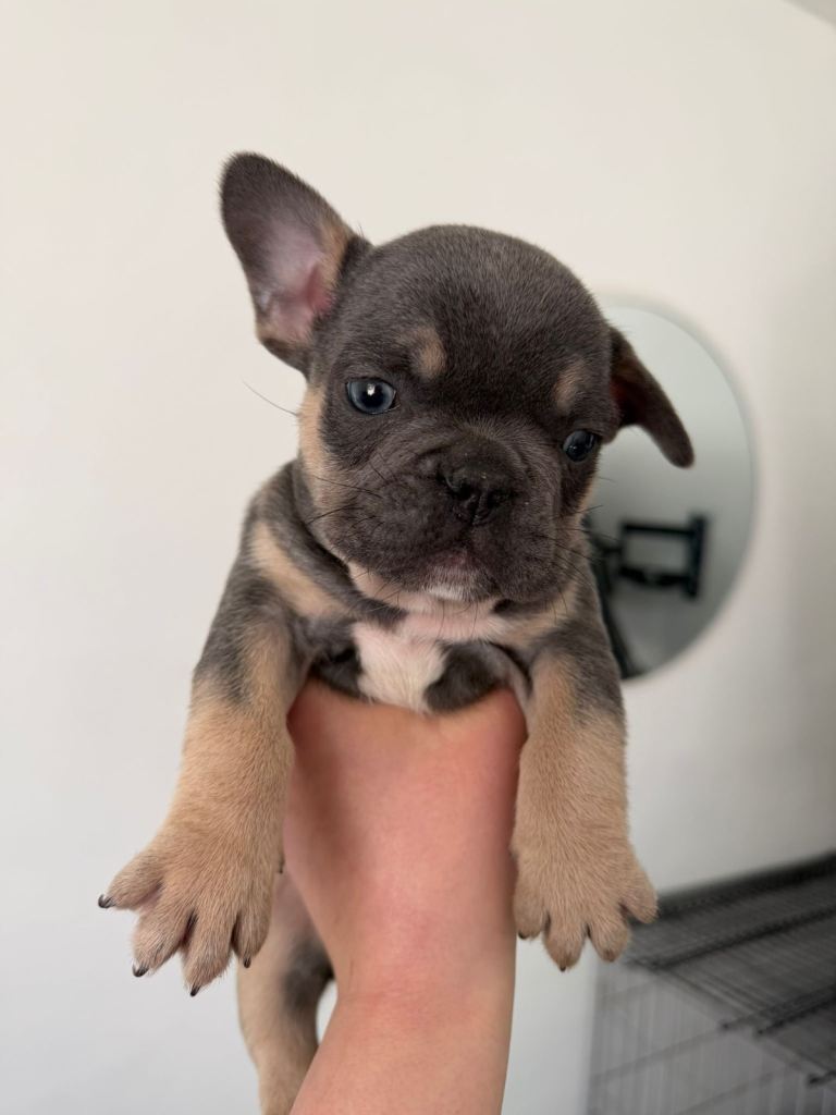 French Bulldog puppies for sale. £1350
