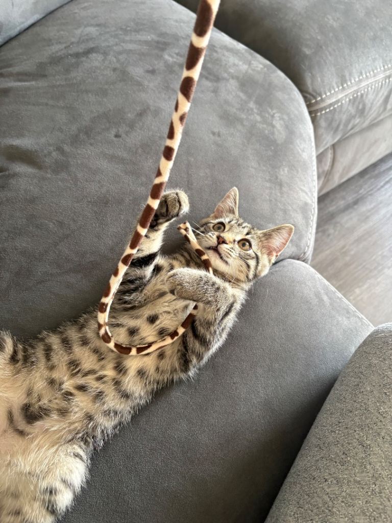 Kitten for sale