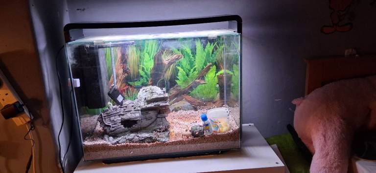 Fish tank with some accessories 