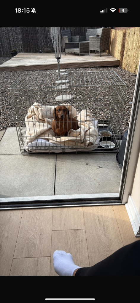 Medium dog cage and bed 