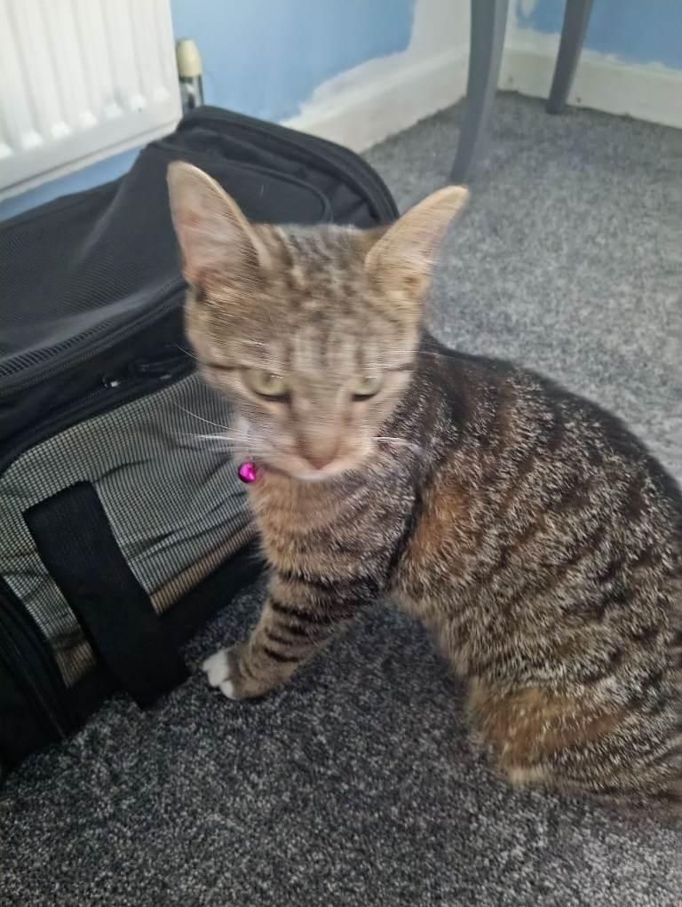 Cat