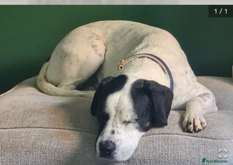 Lockie is looking for New home