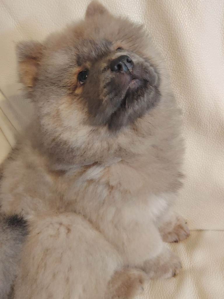 Chow Chow Puppies for Sale 🐻 ready now for new homes🐾Kennel Club registered.