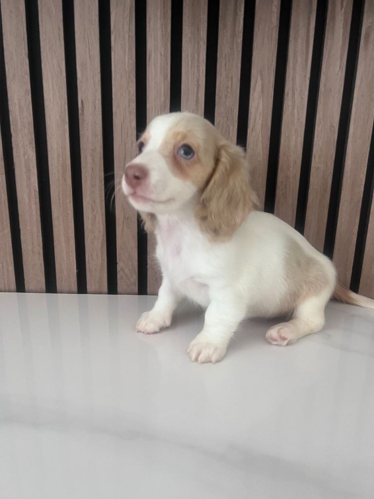 Miniature long haired dachshunds 