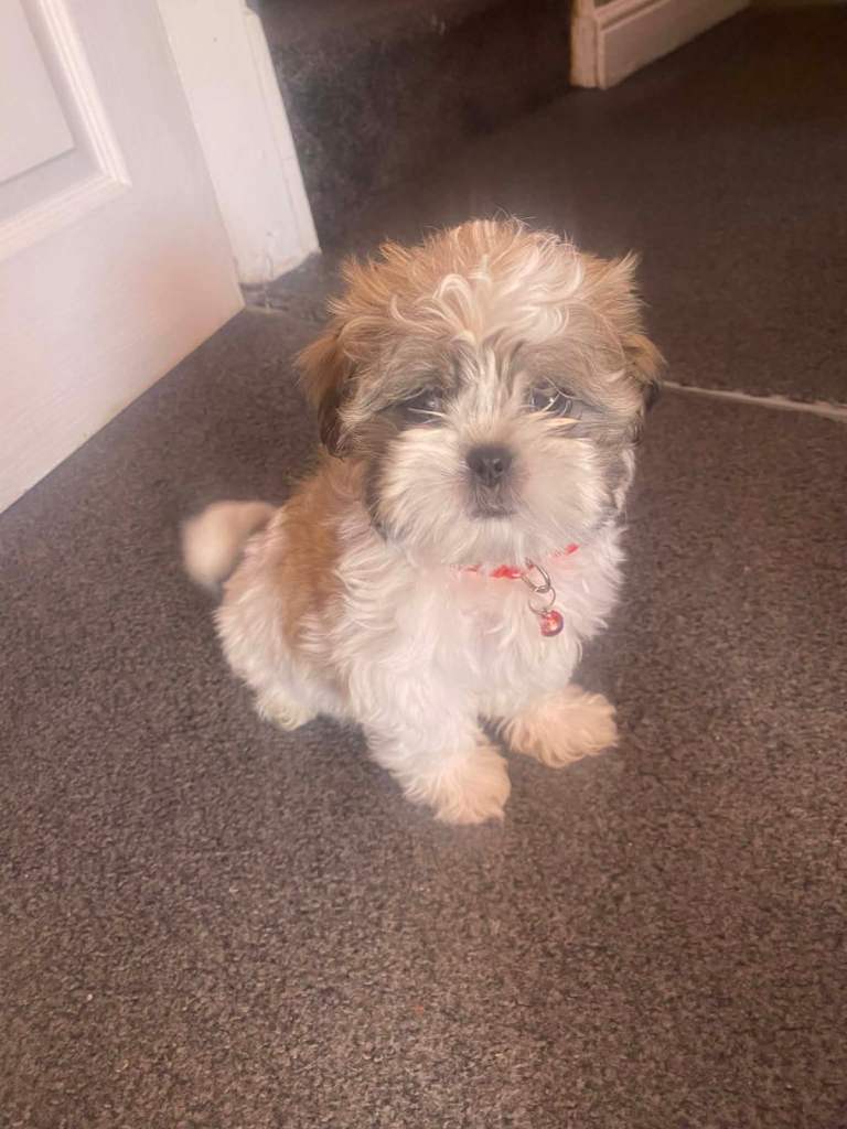 ONLY 1 GIRL Mini Malshi Puppies LEFT