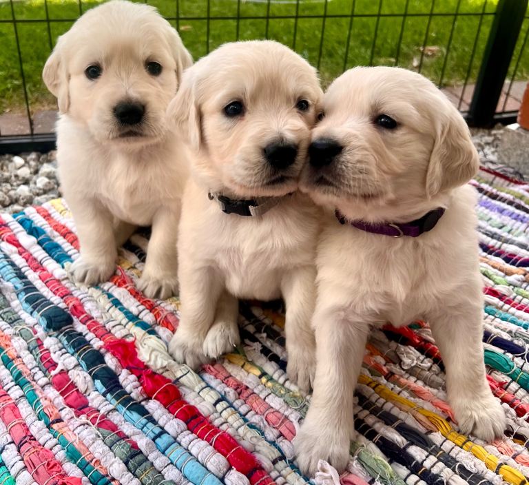 Exceptional Golden retriever puppy