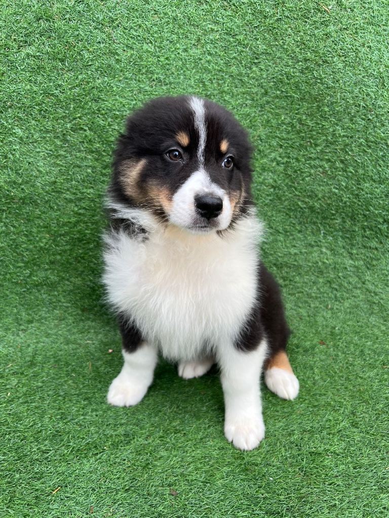 Australia shepherd boy puppy last one left 