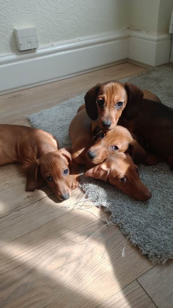 One Male mini dachshund for sale. 