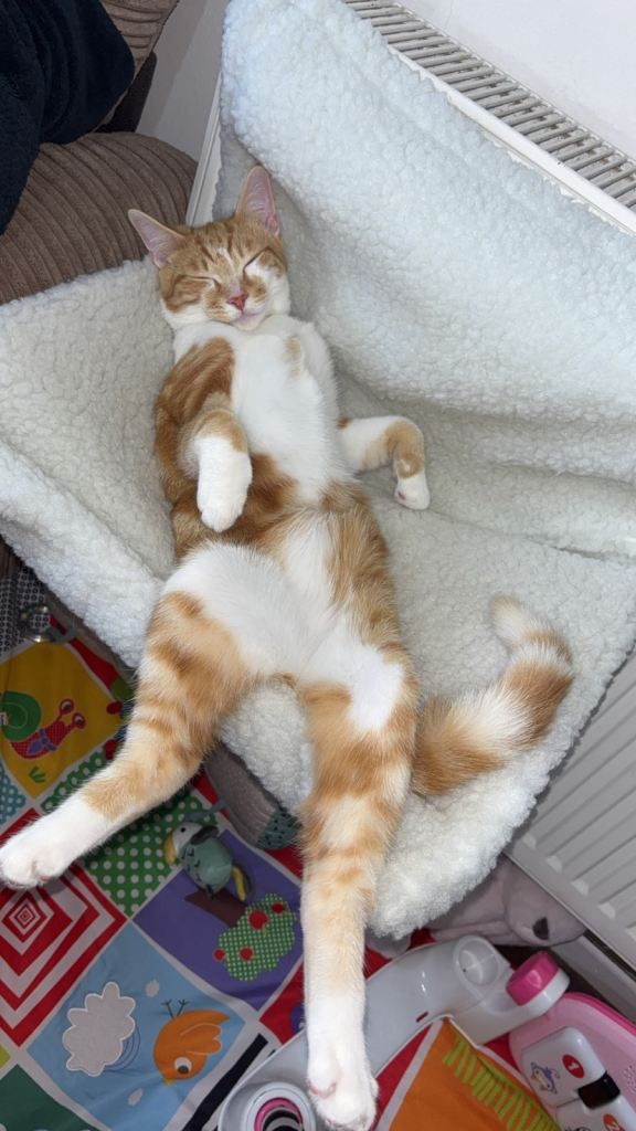 Ginger & white, MALE kitten 