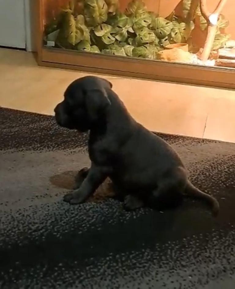 Staffordshire Bull Terrier Pups