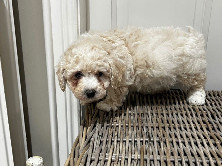 Cavapoo