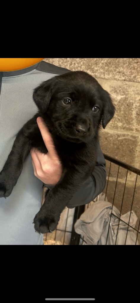 KC Registered black and chocolate Labs