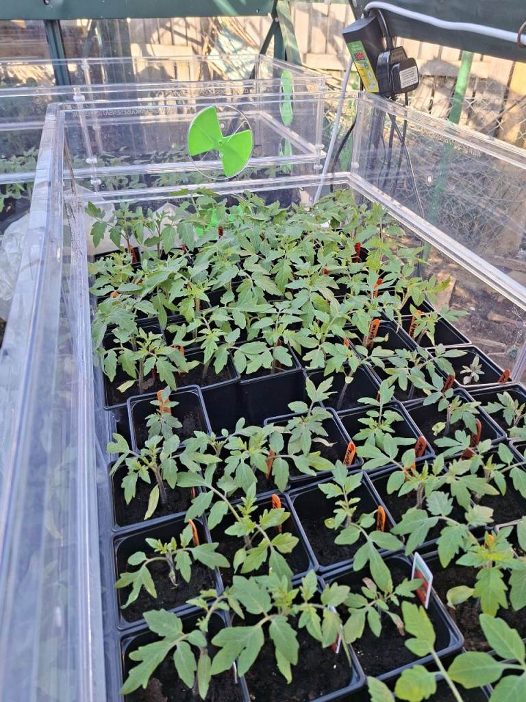 Tomato Plants 