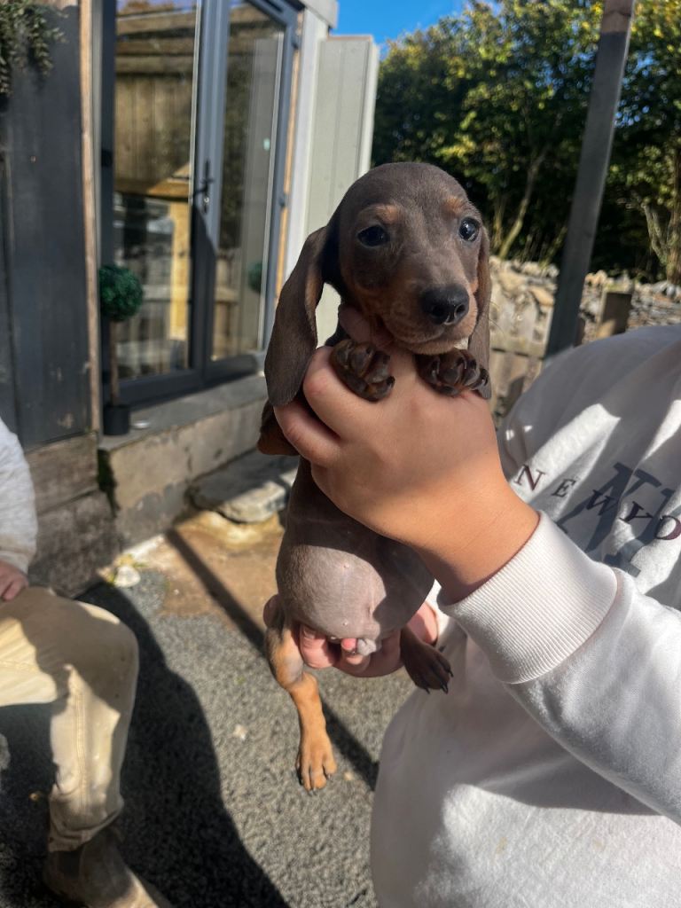 Dachshund puppy’s 