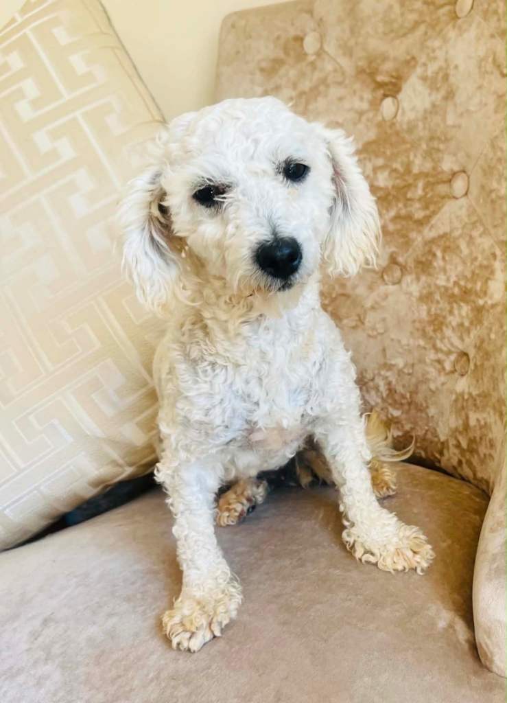 Poochon 