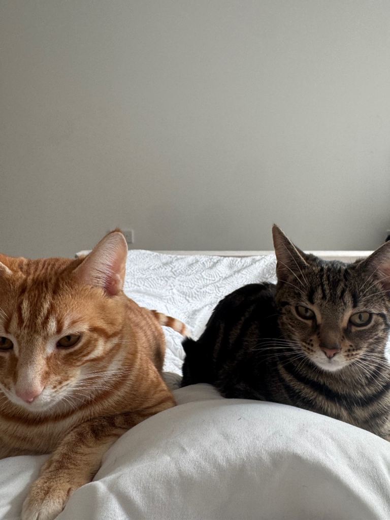 Two cats 
