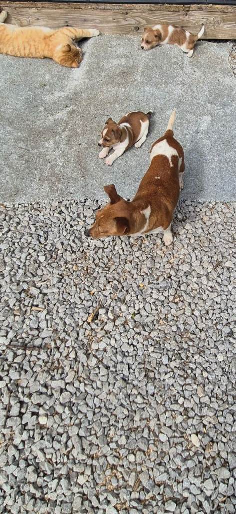 Jack russle cross dashhound 