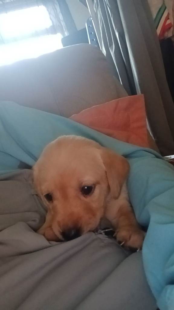 FULL BRED LABRADOR PUPS