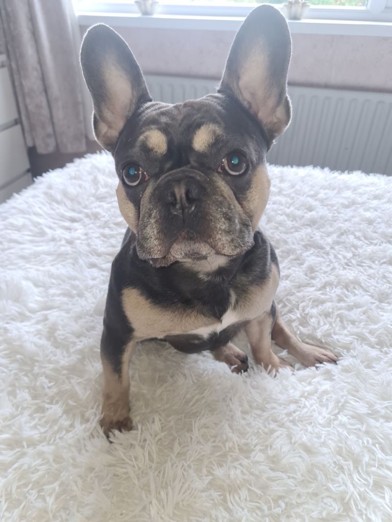 Male French Bulldog