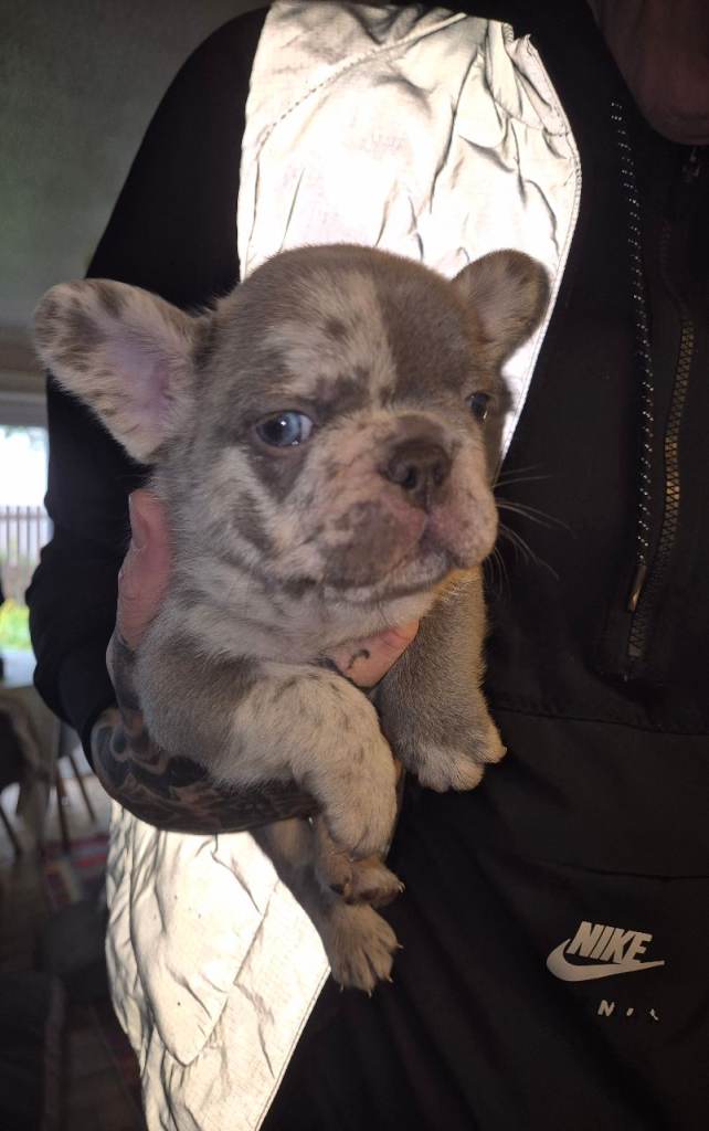 French bulldog puppies