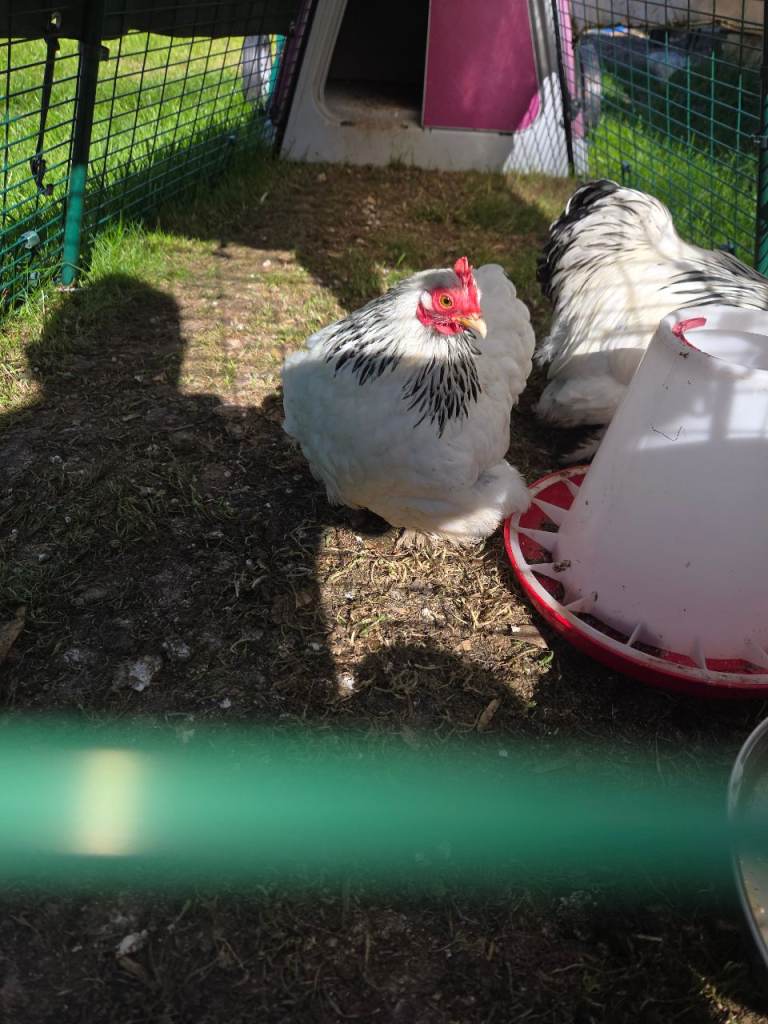 Brahmas,pekins, chickens ,bantams 