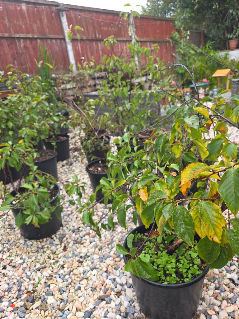 Morello cherry trees ..