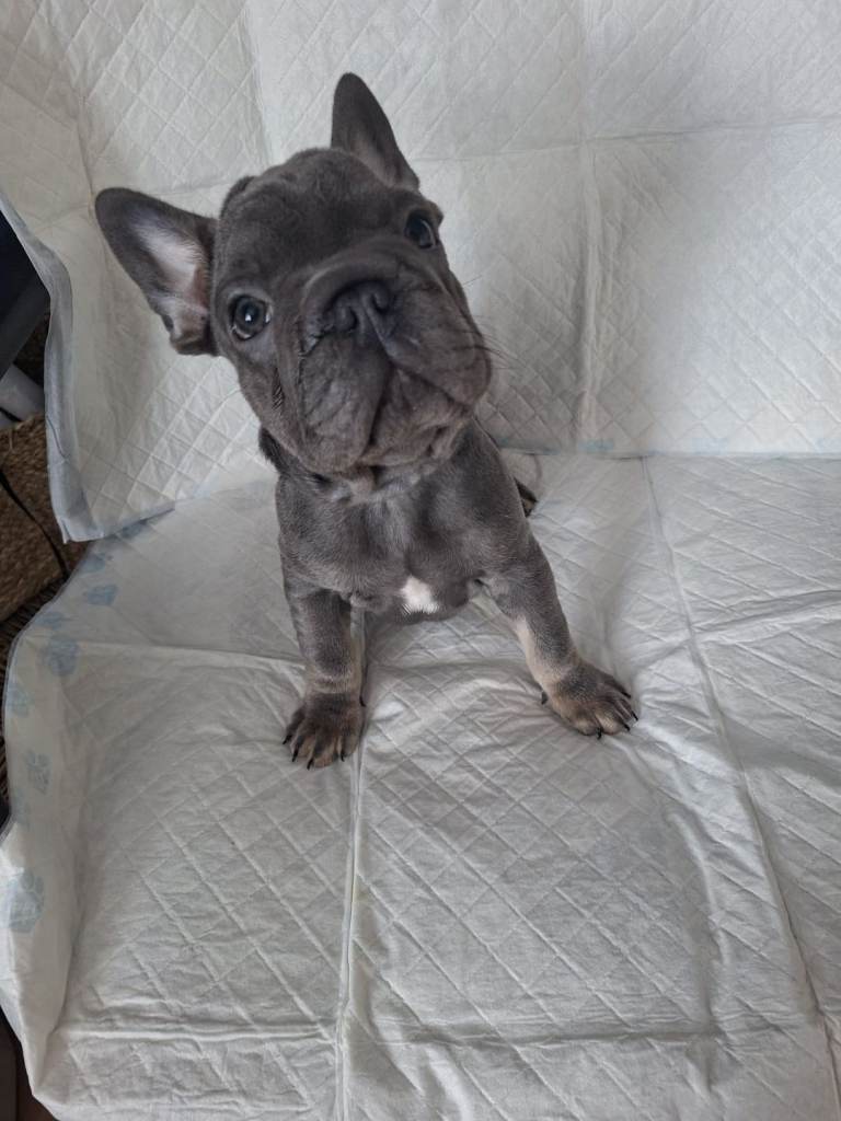 Pedigree KC registered french bulldog puppies 