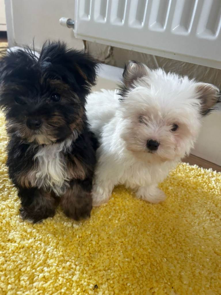 Beautiful yorkshire puppies 