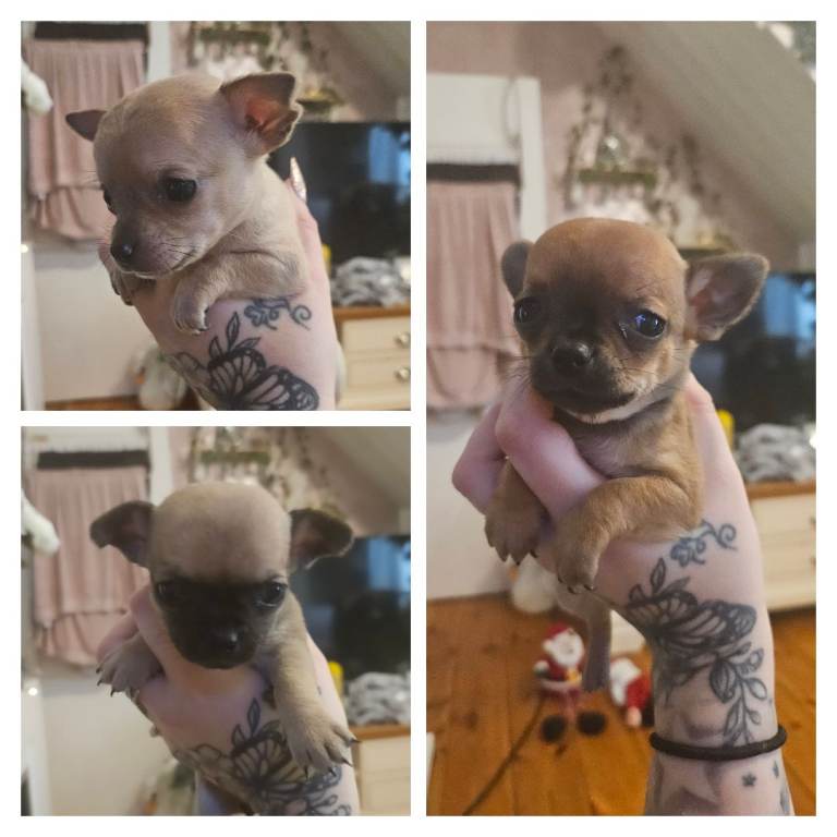 Chihuahua puppies