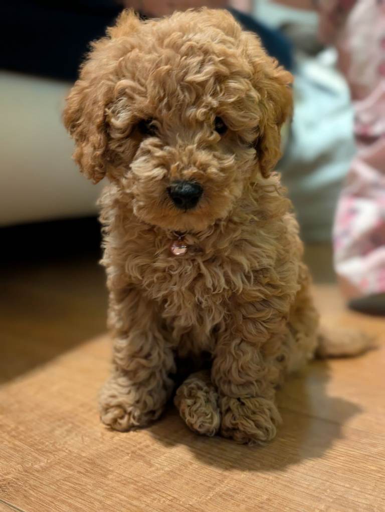image for Toy poodle