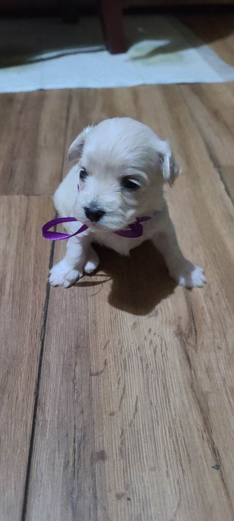 3 beautifuls puppy Bichon Maltese