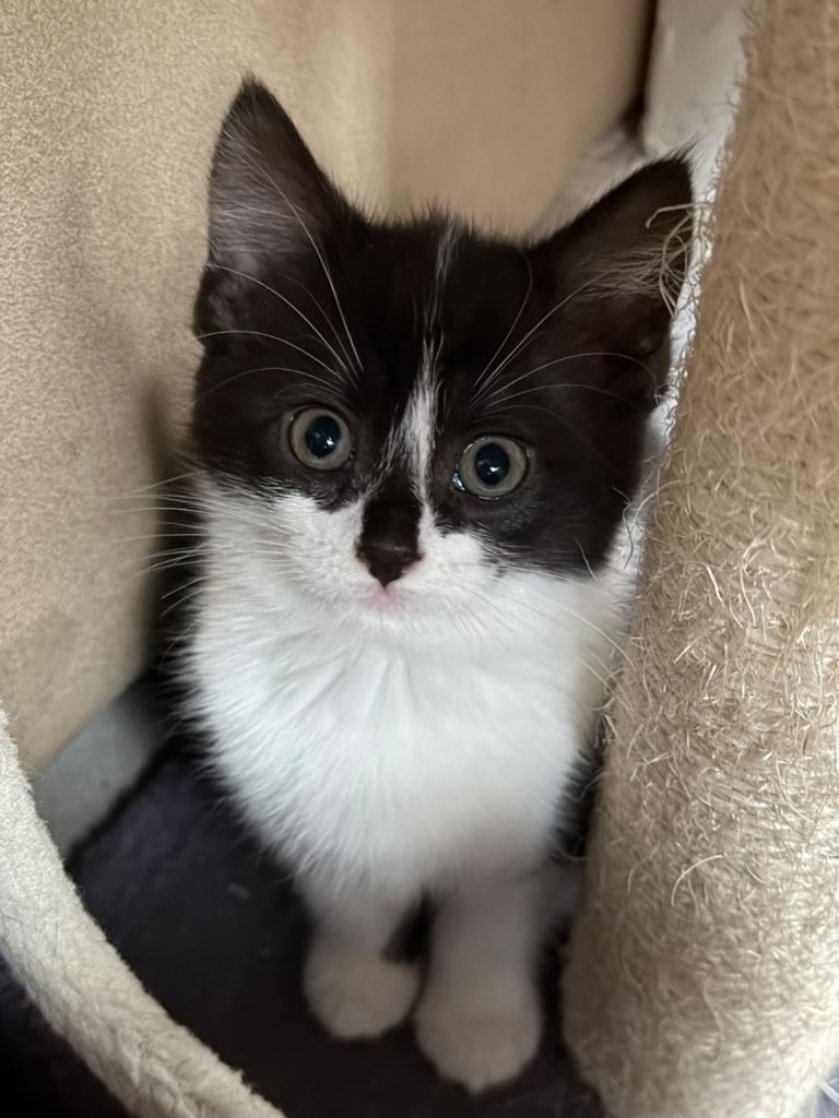 3 adorable kittens ready for a new loving home 