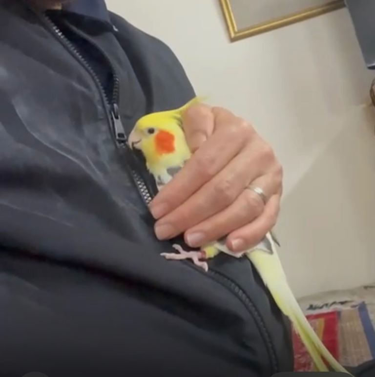 Cockatiels 