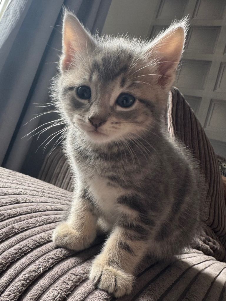 Beautiful kittens 