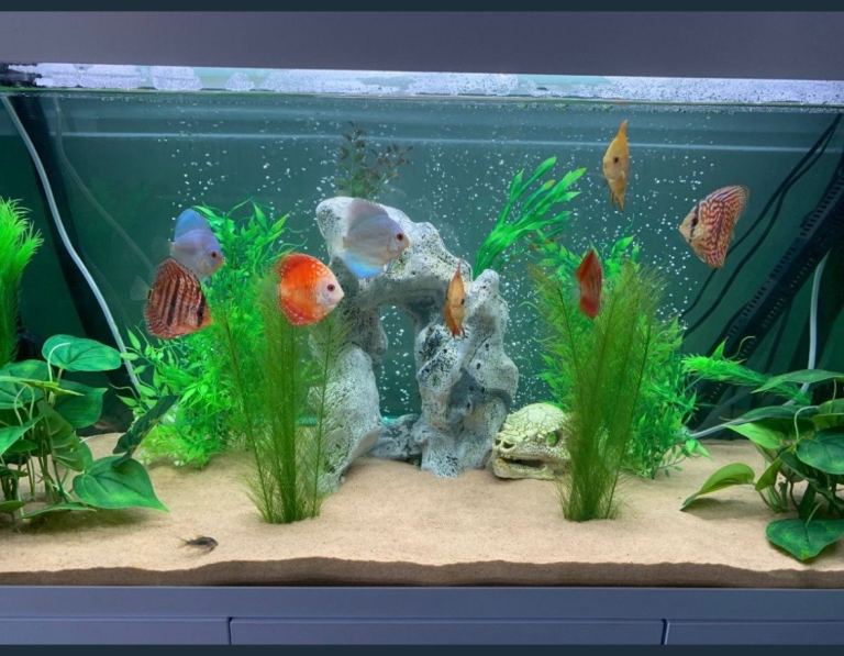 Free fish tank aquarium ornament 14” high 