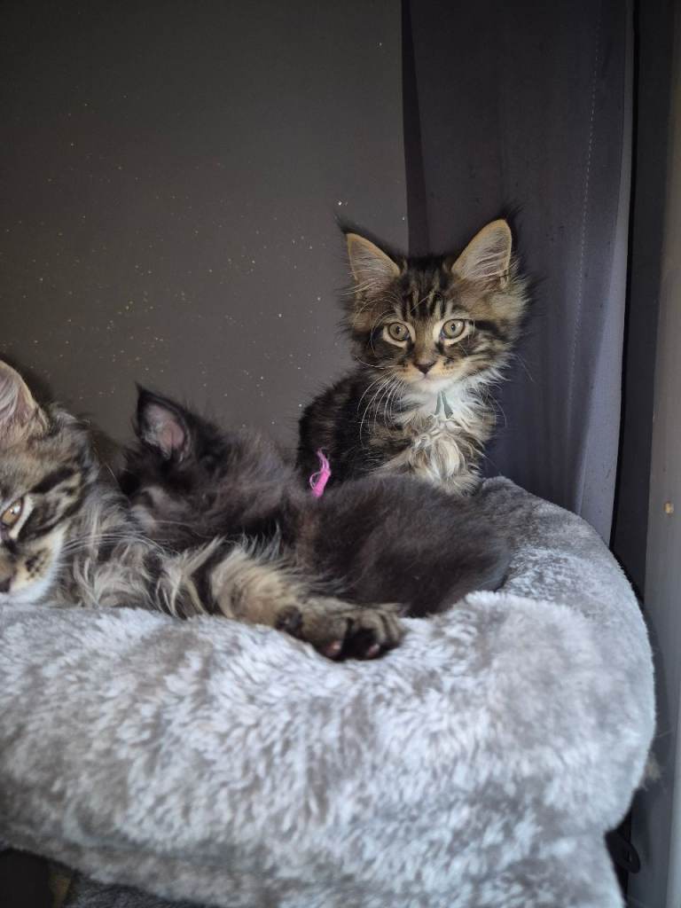 Maine coons kittens 